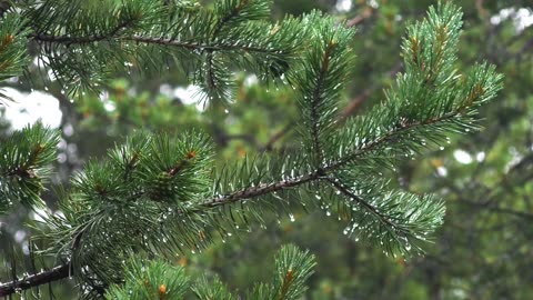 "Resilience in the Rain: The Story of a Soaked Tree"