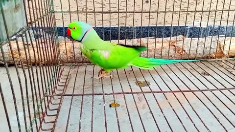 Parrot talking in mirror.. 🦜❤️❤️🦜