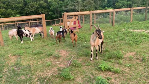 Goats and Mini Horse 07.2021