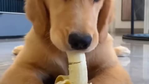 Cute dog eating a banana