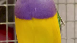 Gouldian Finch Singing - Bird Sounds | Aviary Birds #birds #bird #nature #animals #pets #animals