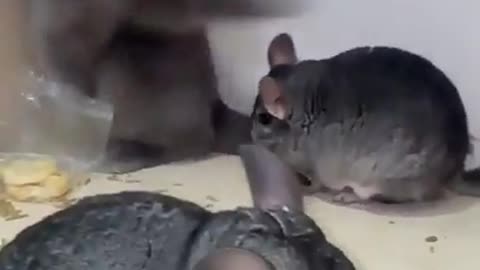 Chinchilla fighting with cats