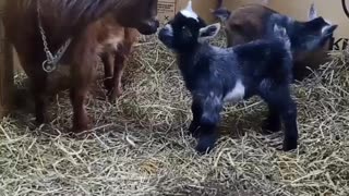 Baby goat loving his Mama