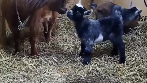 Baby goat loving his Mama