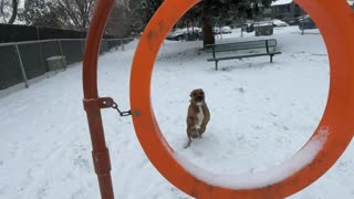 Dog's Jump Through Hoop Ends With a Flip