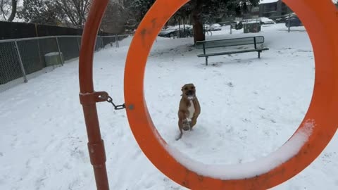Dog's Jump Through Hoop Ends With a Flip