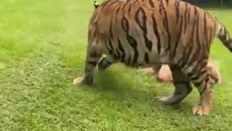 Funny tiger video