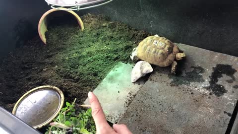 Indoor tortoise care for Mediterranean - pet setup enclosure tips - natural modern keeping methods-9