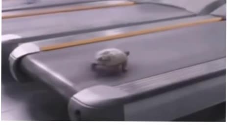Turtle funny videos