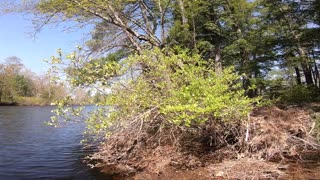 Blueberry Bush