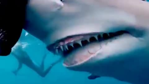 Shark Attacks Video Rumble App