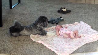 Puppy looks over newborn baby sister