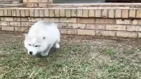 A puppy who likes jumping
