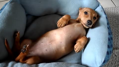 Peanut, the mini dachshund, trying to wake up