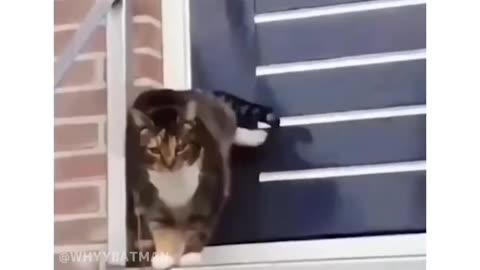 Cat Funny videos