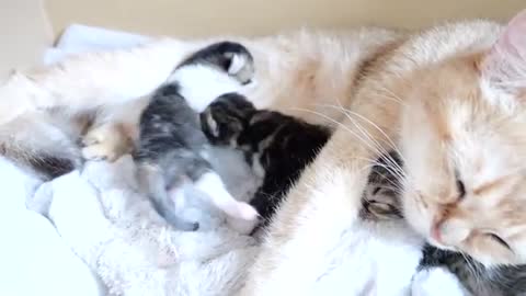 Baby kittens fight over their mother cat's boobs