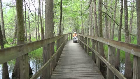 Louisiana swamp boardwalk with man on scooter