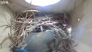 Bluebird feeding other laying Bluebird