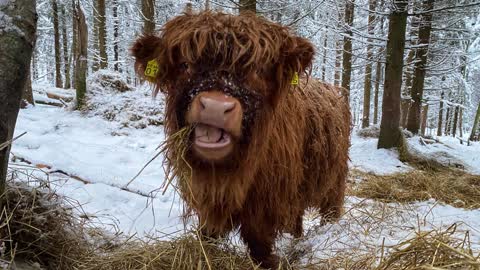 Scottish Highland Cattle In Finland Fluffy calf eating in the forest