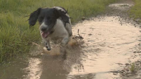 Dog playing in a puddle