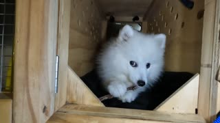 Kit hearts the kitty's crate!