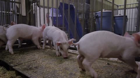 steadicam shot of farm animals pigs in a pen