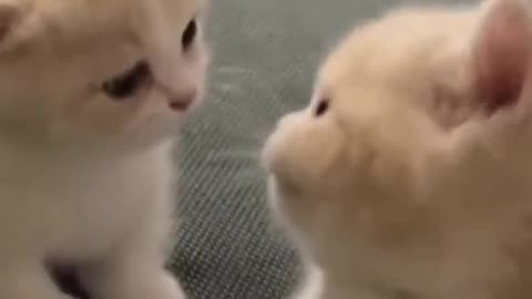 Most brutal kitten fight you will ever see 🤣