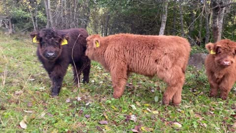 Four fluffy highland cattle calves