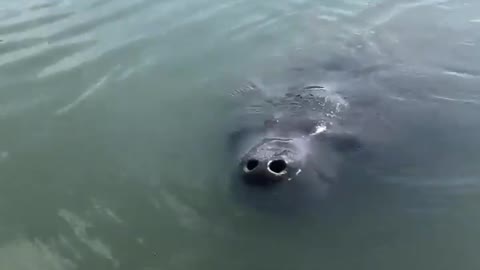 Manatee looking at us