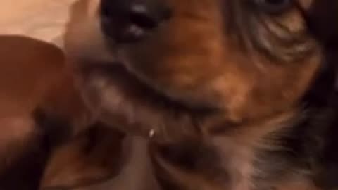 Amazing dog 🐕 trending video