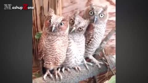 A FUNNY AND CUTE OWLS
