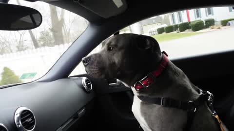 Ziggy the Pit Bull Riding in Audi TT, Blue PIt, White Socks, Black Car