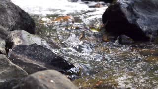 Relaxing River Sounds - Peaceful Forest River - 1 Hour Long - HD 1080p - Nature Video