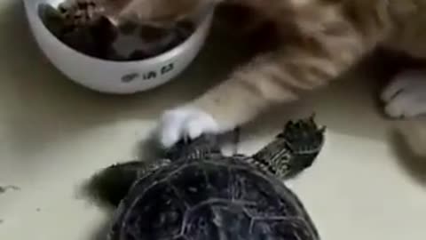 The cat and the turtle.