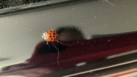 Ladybug in the Kitchen. 🐞