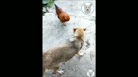 Funny dog and hen videos funny pets video #lovelypets #shorts #2