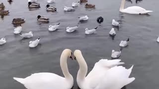 Swans in a lake (Real Life Swan Lake)