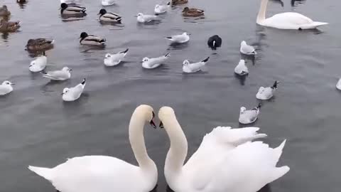 Swans in a lake (Real Life Swan Lake)