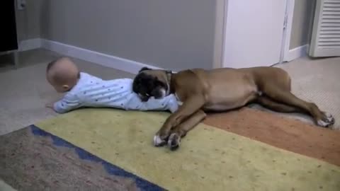 Boxer And Baby Share Adorably Precious Friendship