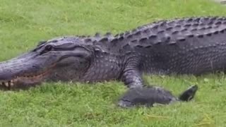 Incredible Crocodile eating food 🐊🍲