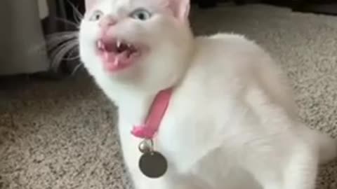 Cat singing comedy video