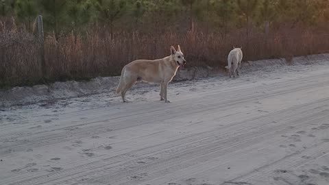 Sunset dirt roads and German shepherds