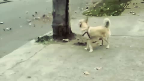 Look it this Dogs do the funniest thing.. || Viral Video