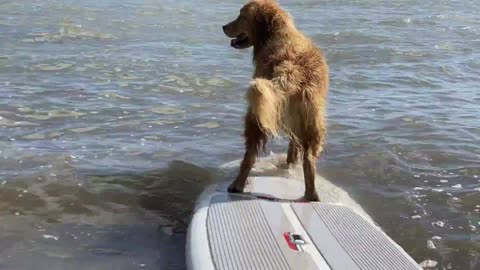 Captain puppy, golden retriever skateboard while floating in the water