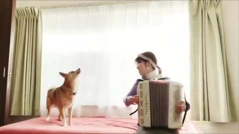 || Dog funny videos 😂😂🤣🤣||