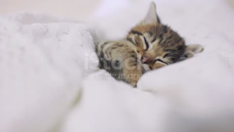 Domestic Cat, Kitten, Cute, Sleeping, Autumn