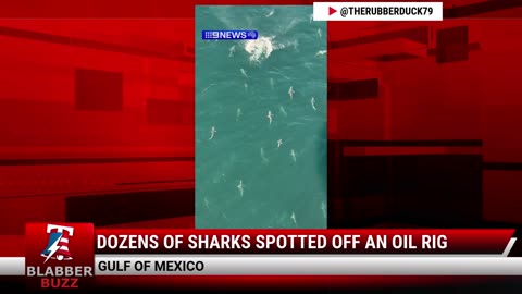 Dozens Of Sharks Spotted Off An Oil Rig