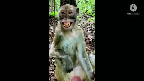 funny monkeyyyyy........