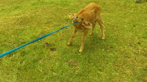 90 - 3rd Up Date Bottle Feeding and Halter Training Calf 5. 02. 2023