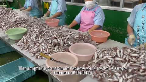 Inside INDUSTRIAL Japanese Fish Factory! THOUSANDS of FISH!